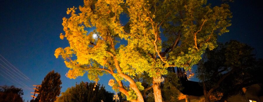 Chandelier Tree