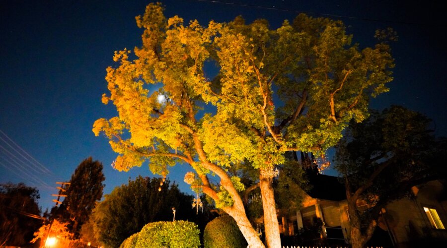 Chandelier Tree