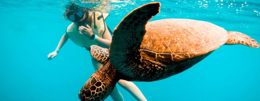 Brea and the sea turtle that we saw