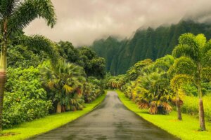 Botanical Garden Road in Hawaii