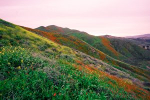 Walker Canyon Poppy Fields