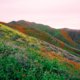 Walker Canyon Poppy Fields