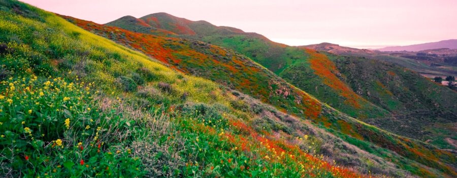 Walker Canyon Poppy Fields