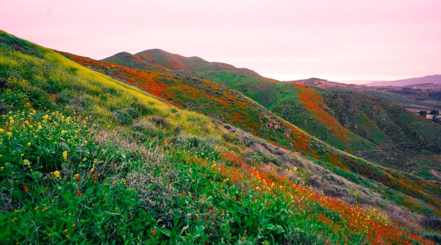 Walker Canyon Poppy Fields