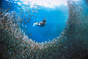 Sardine Run