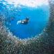 Sardine Run in Cebu