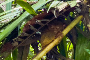 Tarsiers Bohol