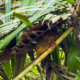 Tarsiers in Bohol