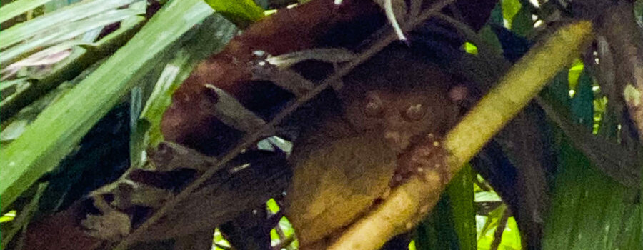 Tarsiers Bohol