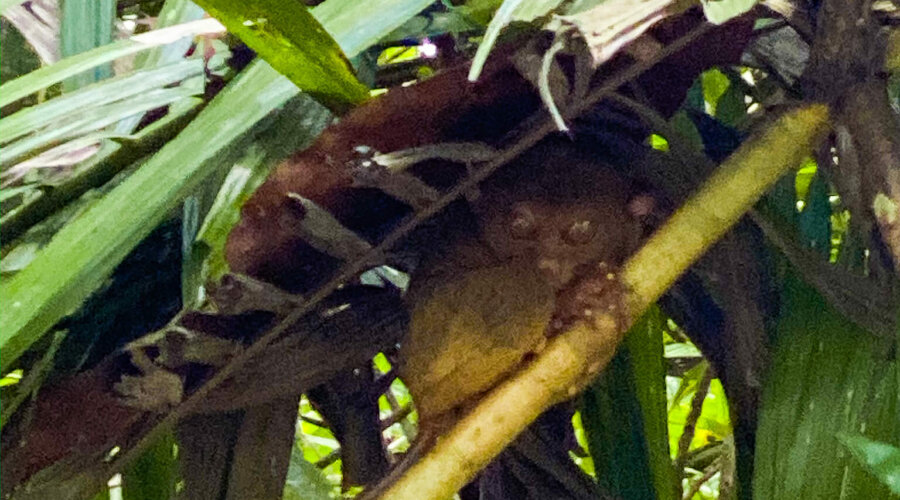 Tarsiers Bohol