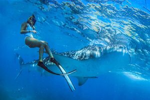 Whale Shark