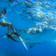 Swimming with Whale Sharks