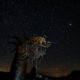 Night Photography of the Borrego Springs Sculptures