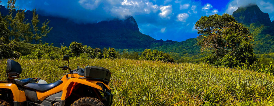 Moorea ATV Pineapple Field