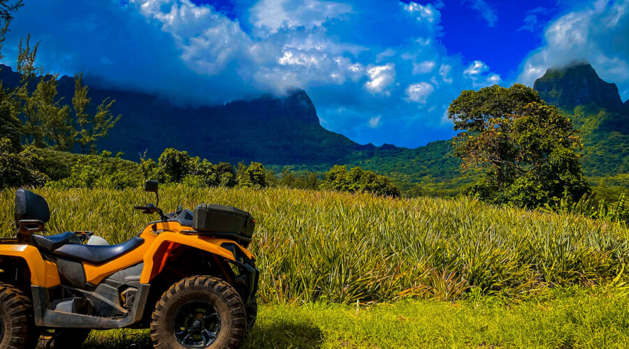 Moorea ATV Pineapple Field