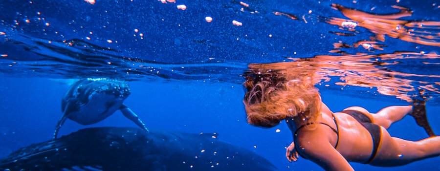 Whales in Moorea