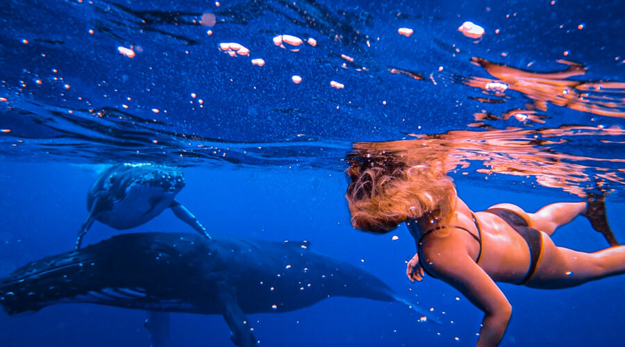 Whales in Moorea